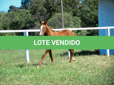 LOTE 015 - GUNNATRUCK VRA