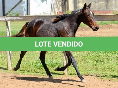 LOTE 005 - MV PHOTO PETY ROYALE