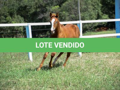 LOTE 015 - GUNNATRUCK VRA