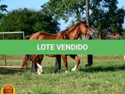 LOTE 013 - SOLTERA REY PEP B (2x1)