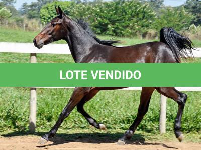 LOTE 004 - MV IDEAL BRENA