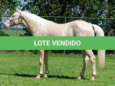 LOTE 007 - CREME APOLLO ENC