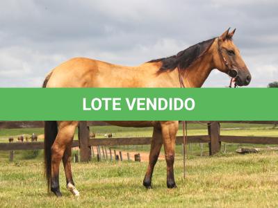 LOTE 001 - CRISTAL BLUE JAY