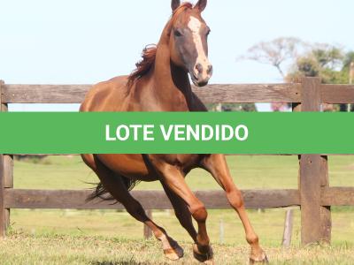 LOTE 015 - MR JAY PEPPY OAK EDU