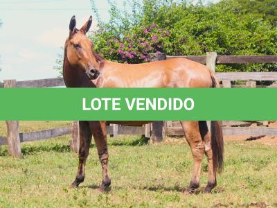 LOTE 019 - KAMICAZE