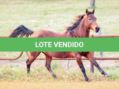 LOTE 007 - MISS DUAL PEP HSC