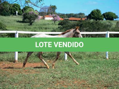 LOTE 012 - PRECIOUS BET VRA