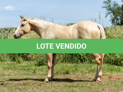 LOTE 002 - CORONA POP BOON