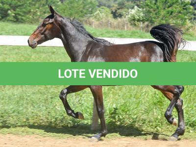 LOTE 004 - MV IDEAL BRENA