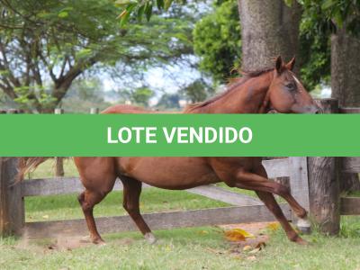 LOTE 009 - FLYRE BOMBER THISTU