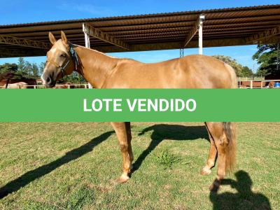 LOTE 006 - RED ACRE SWR