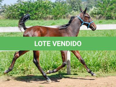 LOTE 006 - MV OK CATALÃO