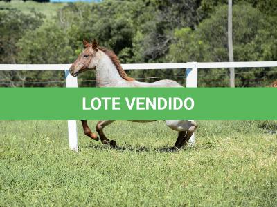 LOTE 004 - TRINITY CAT VRA