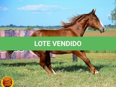 LOTE 007 - KINGS HEAVEN REY B3