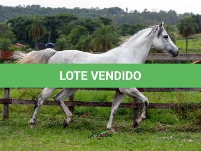 LOTE 007 - SPECIAL EAGLE RWS