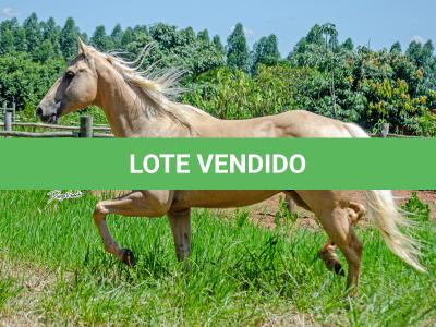 LOTE 003 - GHOST FIRE BC