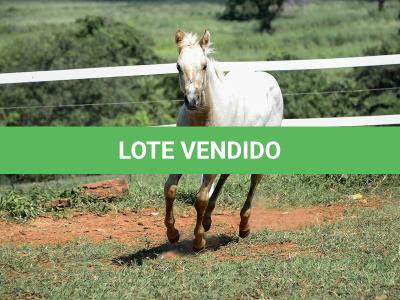 LOTE 018 - POPSANDBANGS VRA