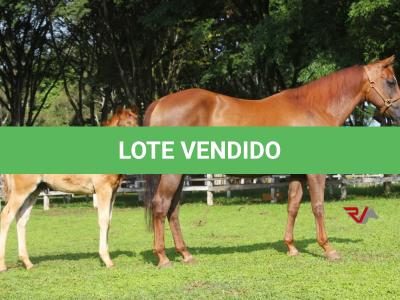 LOTE 017 - LITTLE LADY JAY  (2x1)