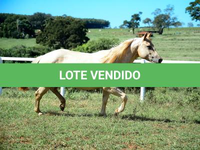 LOTE 011 - CATS BRUDDER DEE RN (2x1)