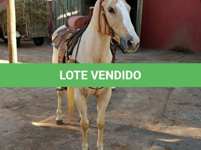 LOTE 006 - YOLLANDA WARS