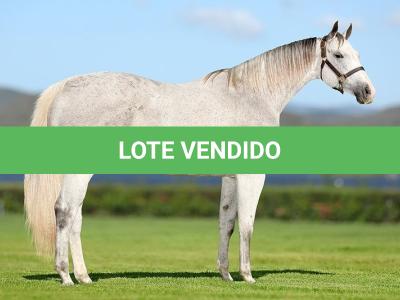 LOTE 005 - NUMBER OF GLORY