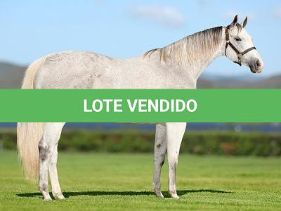 LOTE 005 - NUMBER OF GLORY