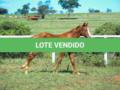 LOTE 015 - GUNNATRUCK VRA