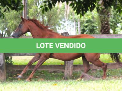 LOTE 003 - MISS DEE POINT