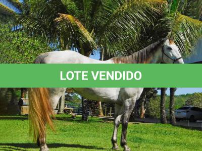 LOTE 009 - NORDICK LADY HJS