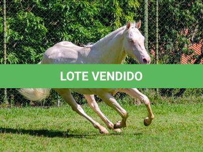 LOTE 007 - CREME APOLLO ENC