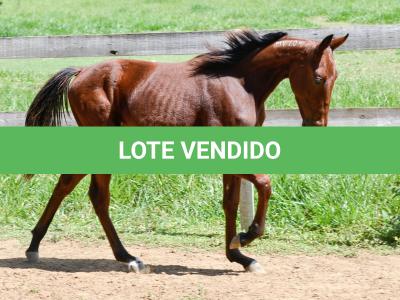 LOTE 007 - MV OK ARTIMANHA