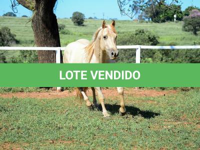 LOTE 011 - CATS BRUDDER DEE RN (2x1)