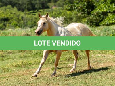 LOTE 002 - CORONA POP BOON