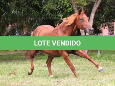 LOTE 018 - TIROLESA TO FLY EDU