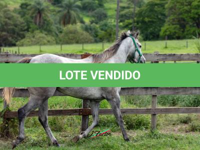 LOTE 004 - GO GO CRYSTAL HMJ