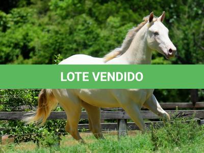 LOTE 005 - TWICE GALLO STEP