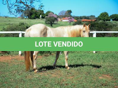 LOTE 011 - CATS BRUDDER DEE RN (2x1)
