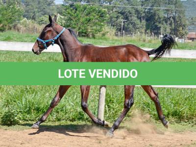 LOTE 006 - MV OK CATALÃO