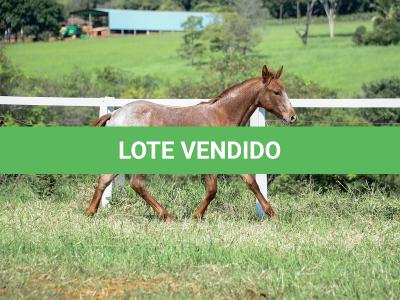 LOTE 006 - LOOK ME TWICE VRA