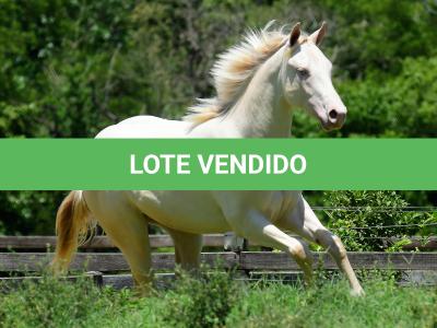 LOTE 005 - TWICE GALLO STEP