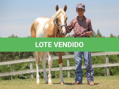 LOTE 008 - PENELOPY TOP TOO YBJ