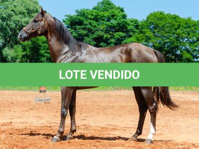 LOTE 002 - TUX CORONA G2