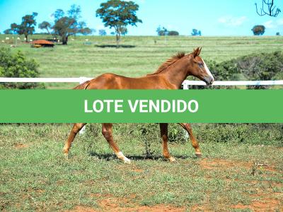 LOTE 015 - GUNNATRUCK VRA