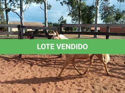 LOTE 012 - BET ON HANCOCK