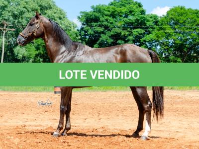 LOTE 002 - TUX CORONA G2