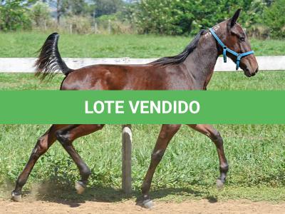 LOTE 006 - MV OK CATALÃO