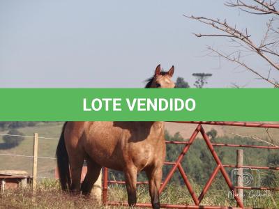 LOTE 016 - LUNA HELLUVA MISTER