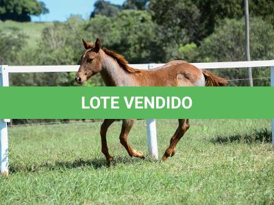LOTE 005 - CATILLAC BET VRA