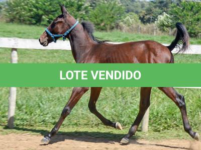 LOTE 006 - MV OK CATALÃO