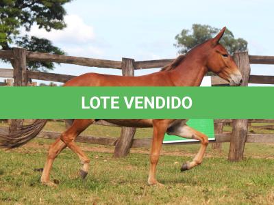 LOTE 015 - SEGREDO